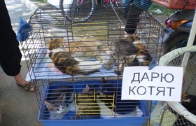 торговля животными возле супермаркета "Велика кишеня" в Николаеве