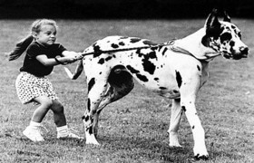 Собака на прогулке