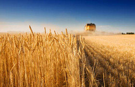 http://www.agmates.com/blog/wp-content/uploads/2008/10/wheat-crop-450.jpg