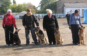 выставка собак