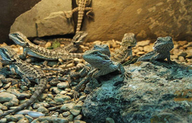 Террариумисты со всей Украины соберутся в Николаеве