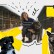Вывезла 159 собак из Бахмута: история учительницы, которая уже вторично строит приют для бездомных животных