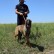«A dog risks his life more than a man»: how Alf and Quad look for landmines in the fields of Mykolaiv Oblast