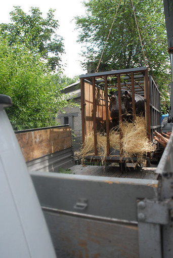 Бегемотиху готовят к транспортировке