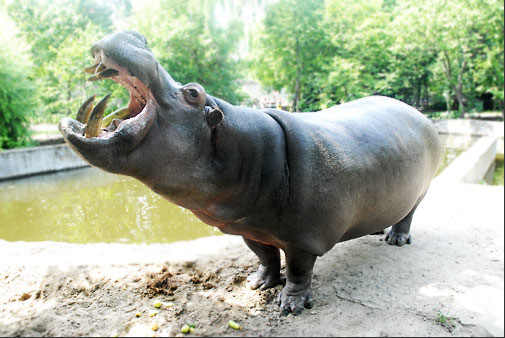 Бегемотиха