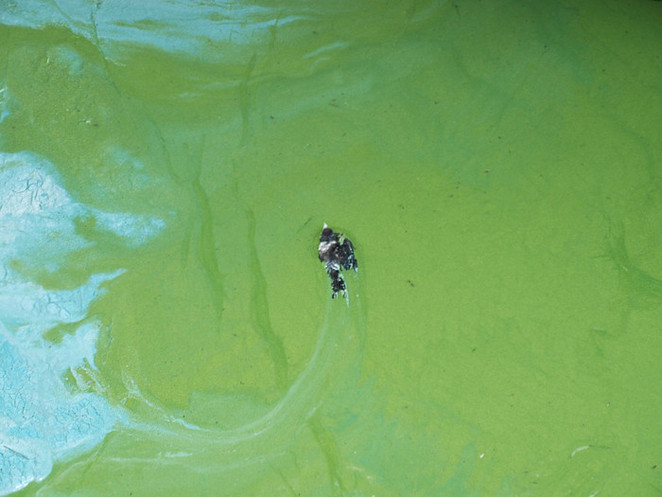 Птицы тоже гибнут