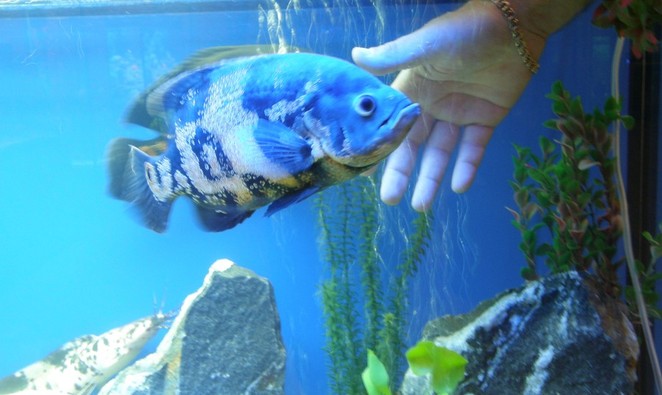 Одна из самых умных рыбок - астронотус. Она узнает своего хозяина и даже дает себя гладить