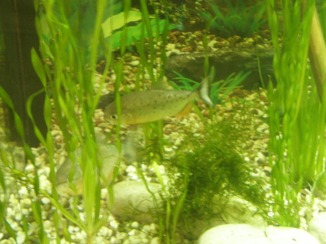 Пираньи. Неприметные, но очень опасные, и, к удивлению, пугливые