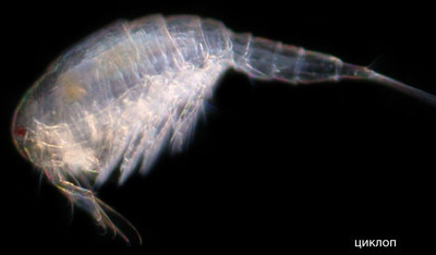 Циклоп