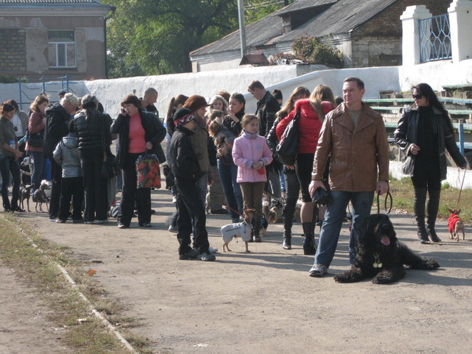 перед парадом собак