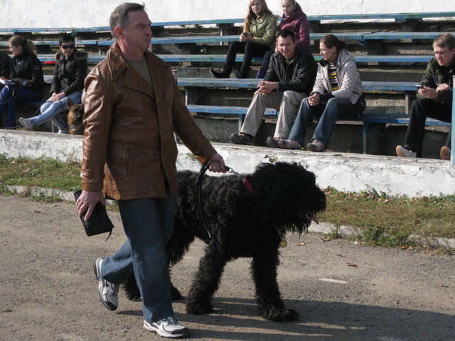 большой русский терьер