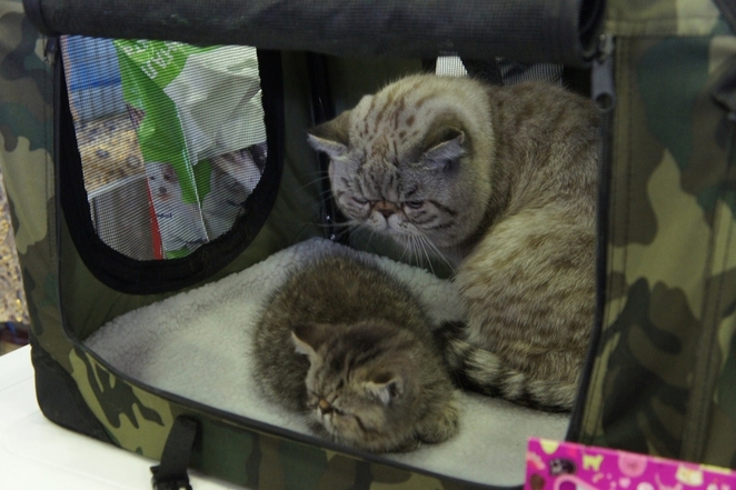 Коты тоже папы