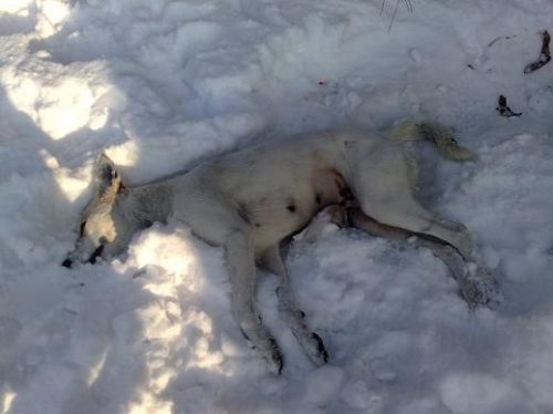 18022012699 - копия