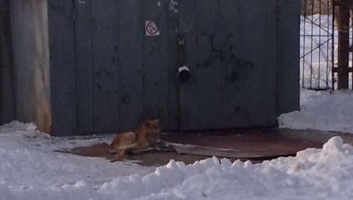 загруженное - копия