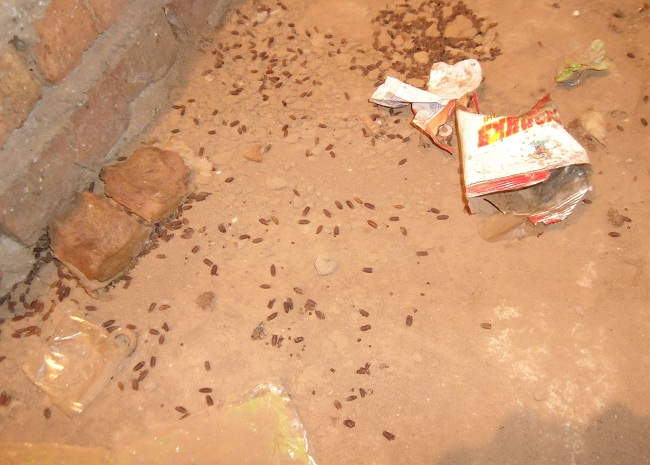 Неизвестные личинки пройдут экспертизу в СЭС