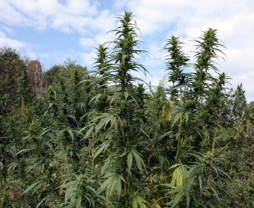 Конопля в чернобыле как добиться легализации марихуаны