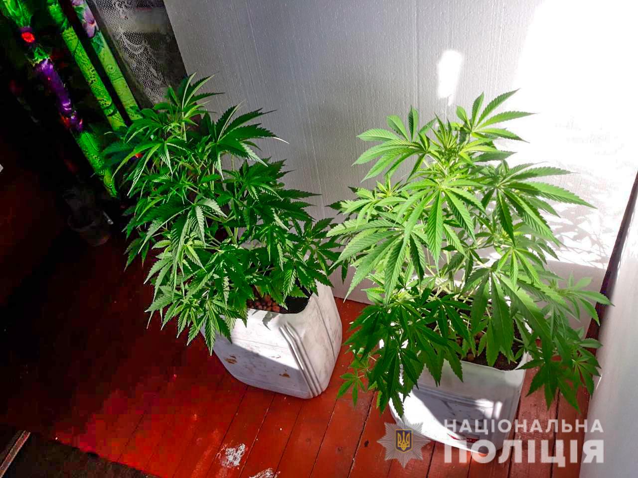 Могу ли я выращивать дома коноплю марихуана фото скачать