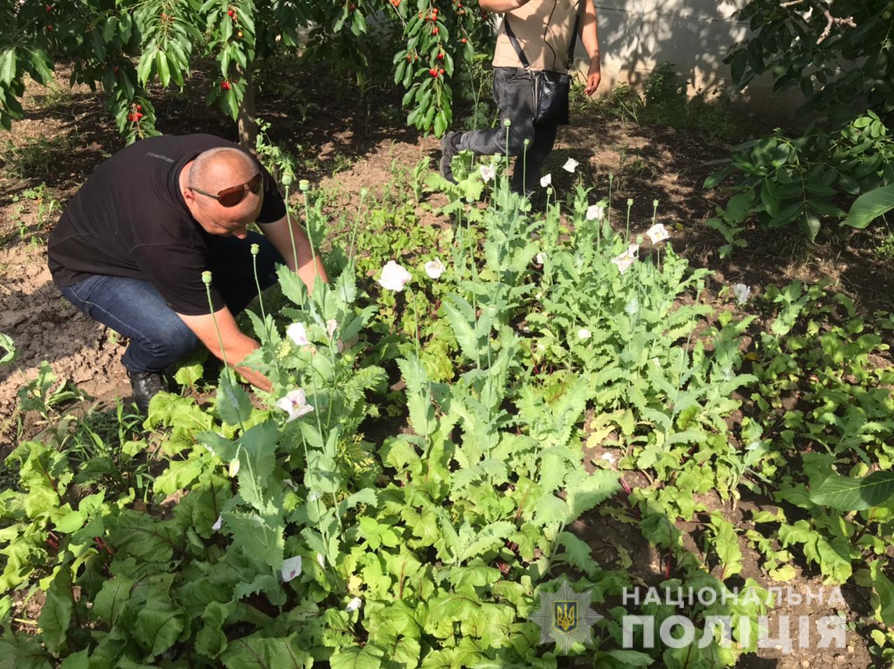 Жители Николаевщины выращивали дома коноплю и мак — всего изъяли более 400  кустов