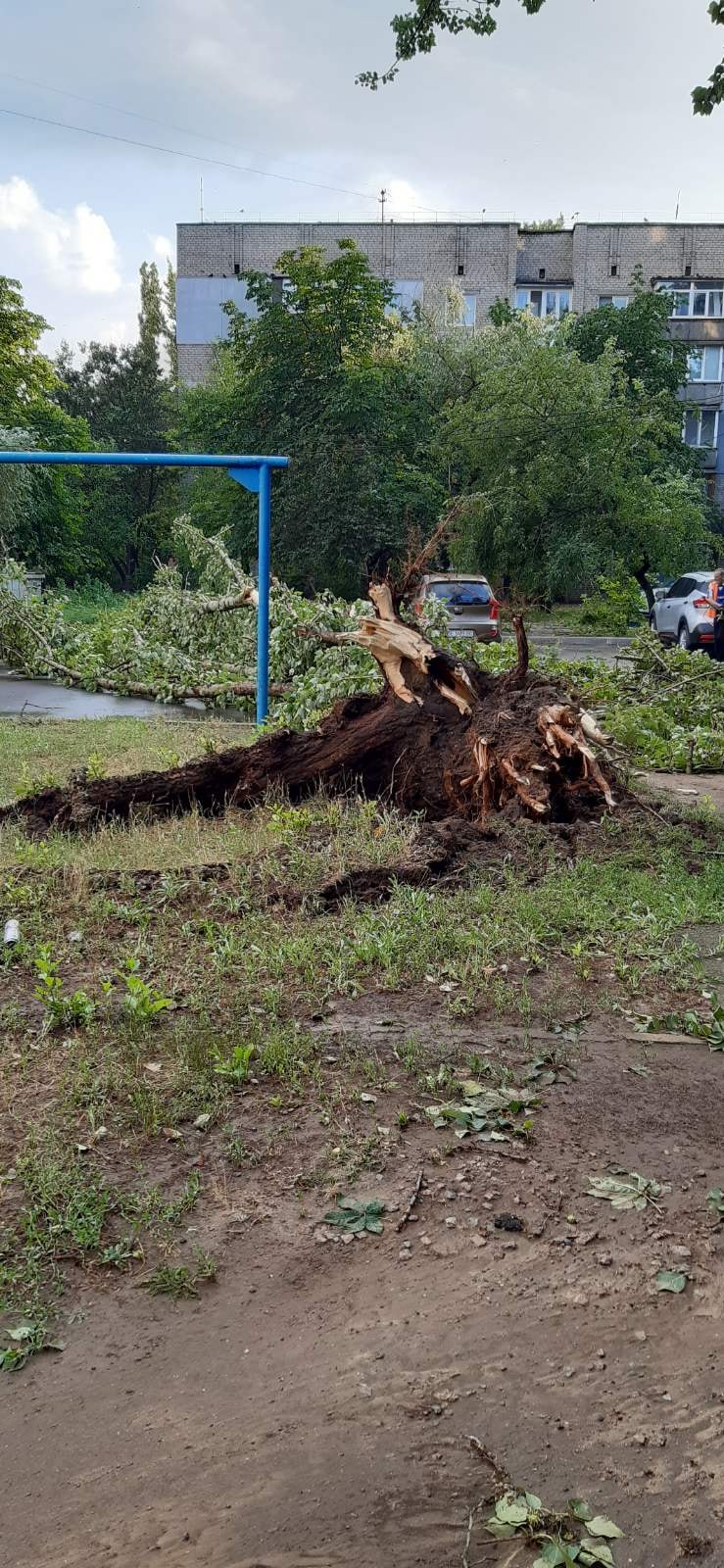 В Николаеве ветер повалил деревья и сорвал крышу дома