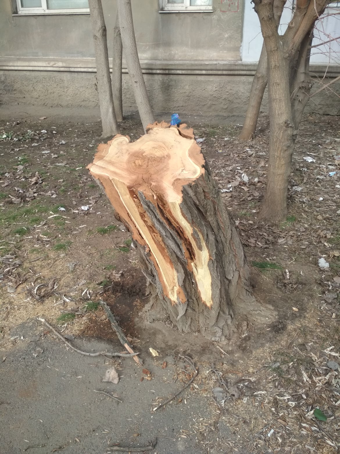 как срубить дерево дота 2 фото 53