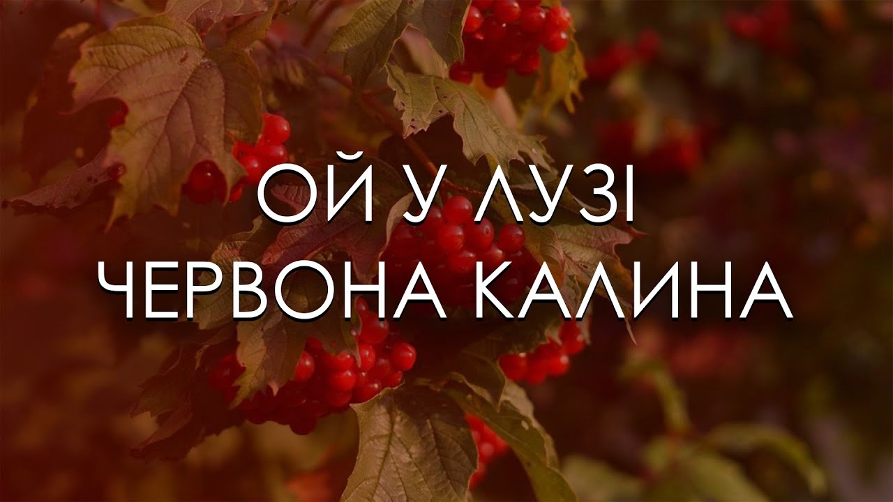 Песни ой у лузі червона калина. Червона Калина. Ой у лузі Червона Калина. Ой у Лузи Лузи Червона Калина.