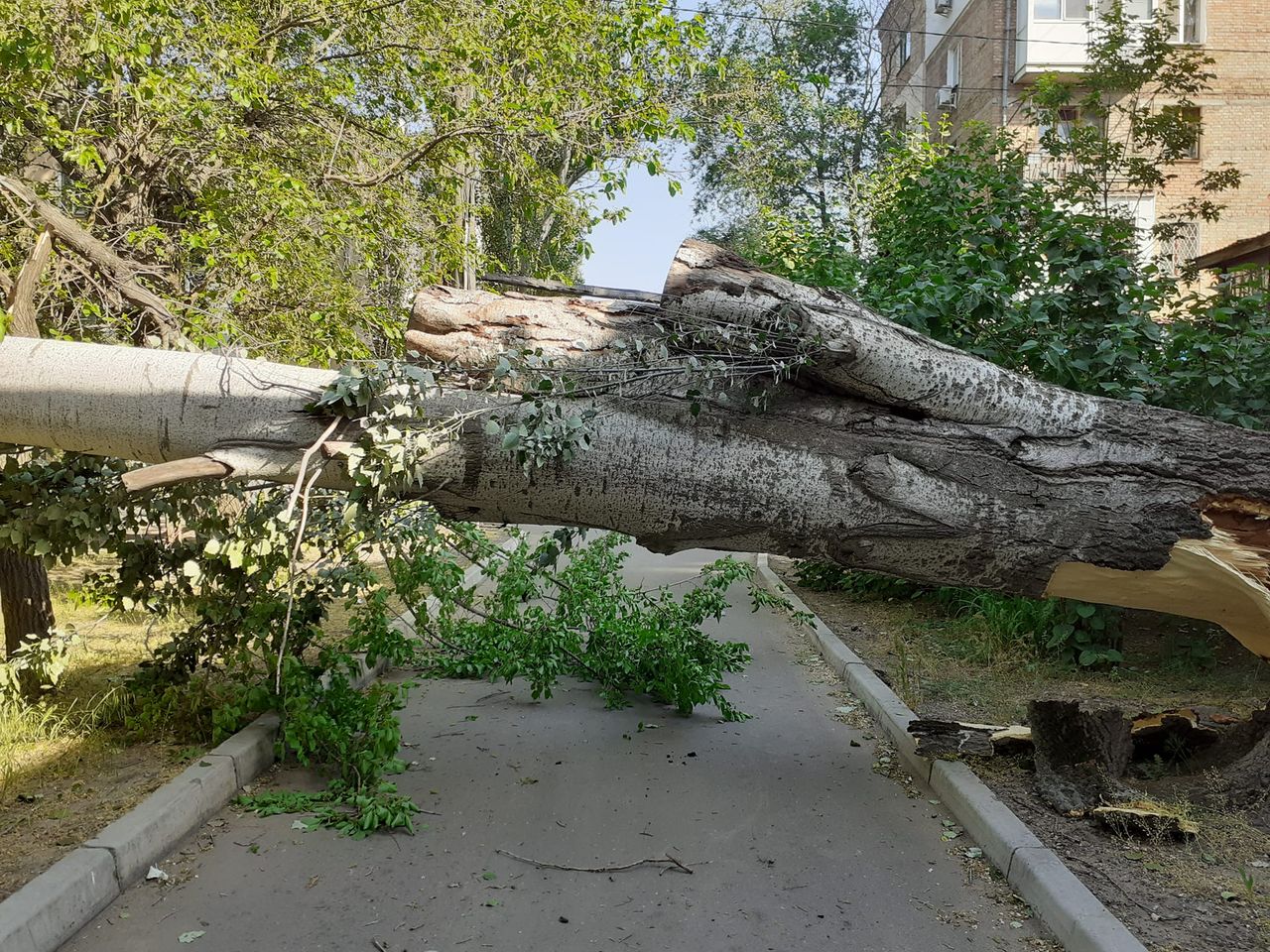 В Николаеве упало дерево и повредило электросеть: 10 домов остались без  света