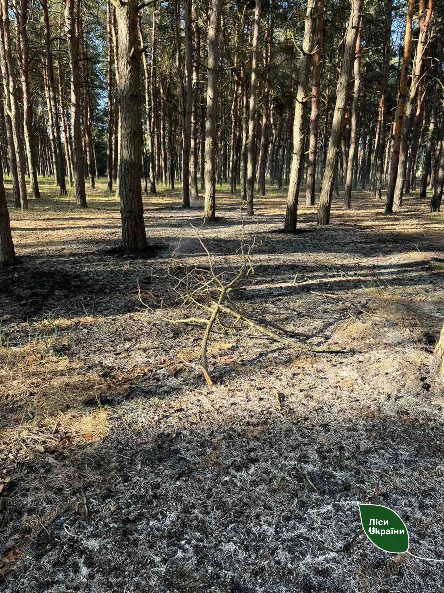 В Николаевской области неизвестные подожгли Матвеевский лес