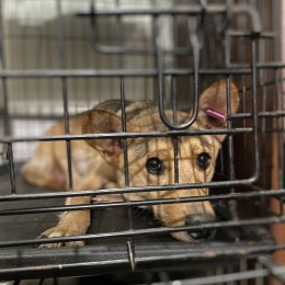 Безхатні тварини. Фото благодійного фонду «Happy Paw»