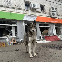 Безхатні тварини. Фото благодійного фонду «Happy Paw»