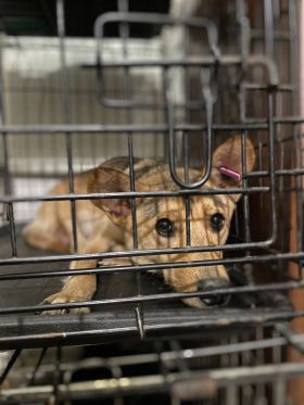 Безхатні тварини. Фото: «Happy Paw»