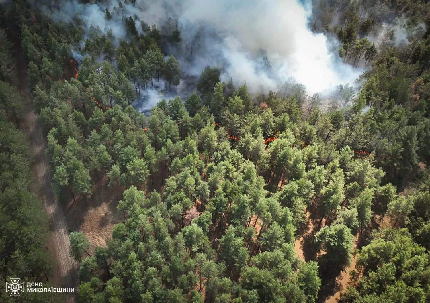 Fire on the territory of the Andriiivsky forest in the Mykolaiv district, photo: State Emergency Service of the Mykolaiv region