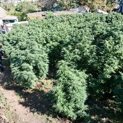 На Вознесенщині поліція викрила двох чоловіків, які вирощували конопель. Фото: Нацполіція