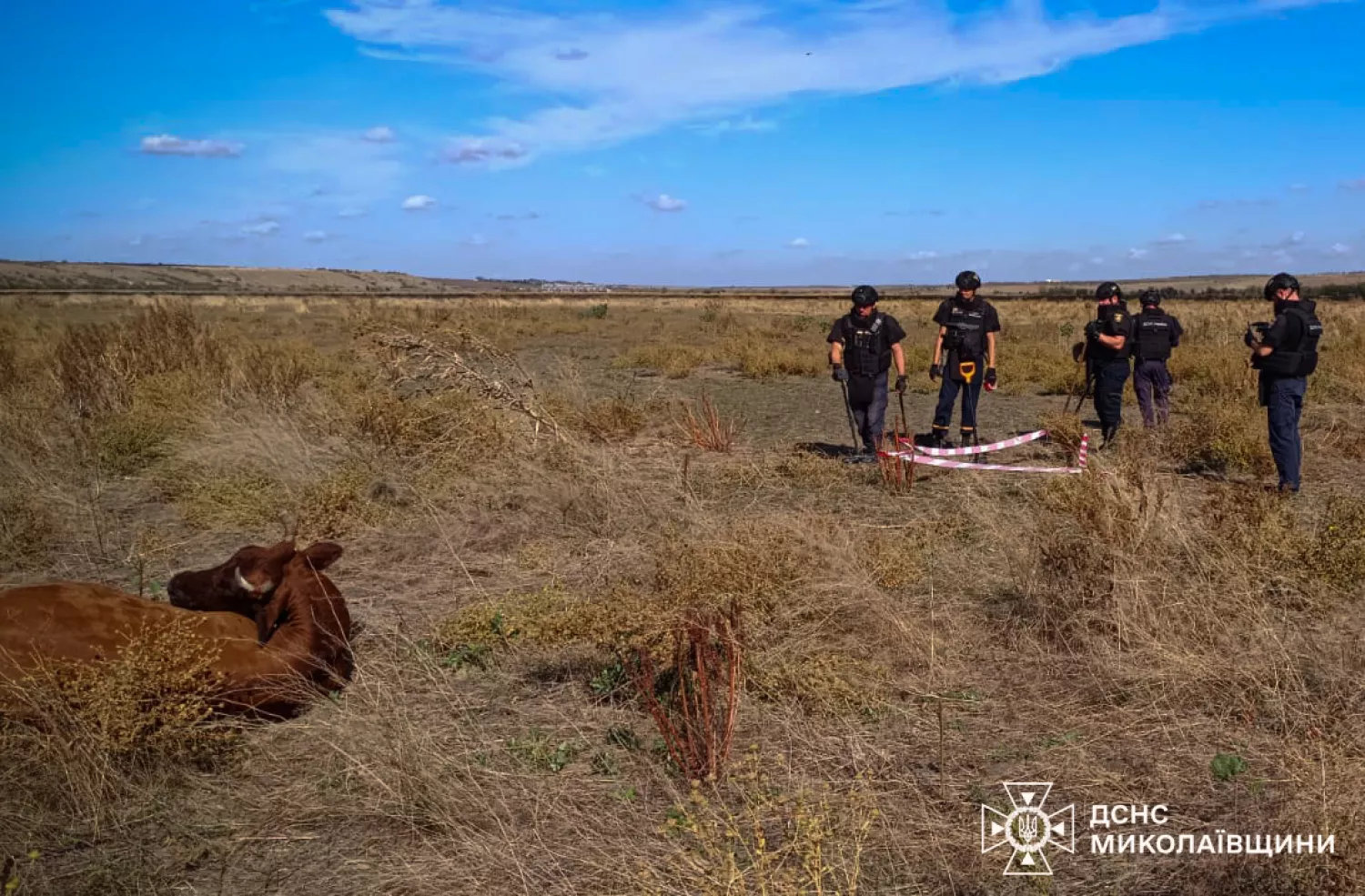 На Миколаївщині пастух випасав худобу на замінованому полі, фото: ДСНС Миколаївської області