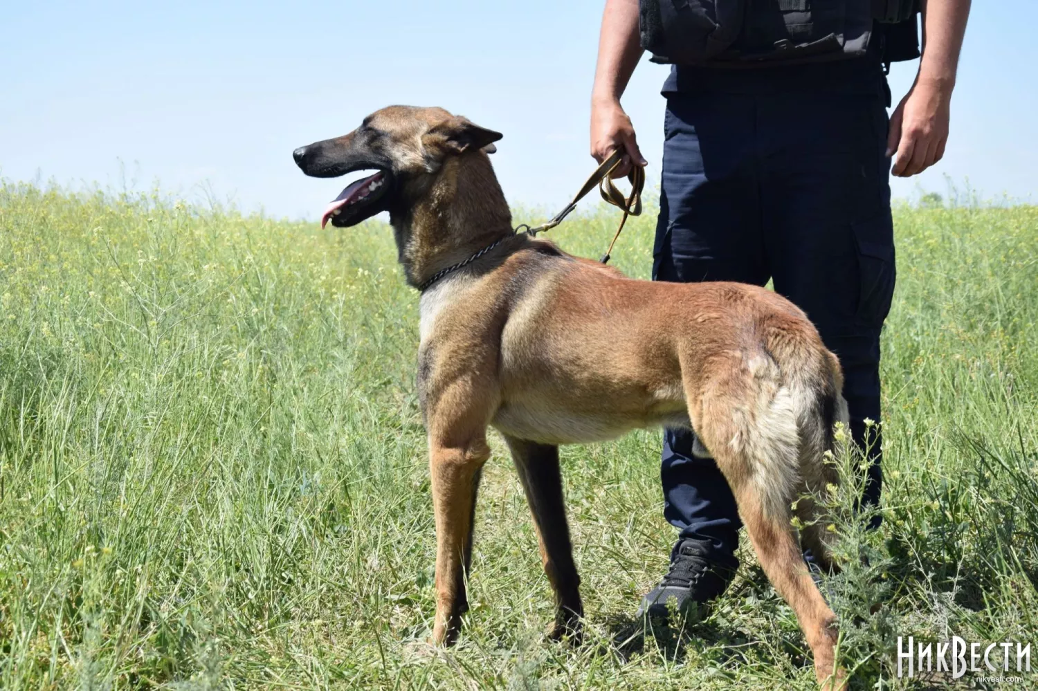 Sapper dogs work in the Mykolaiv region, archival photo NikVesti