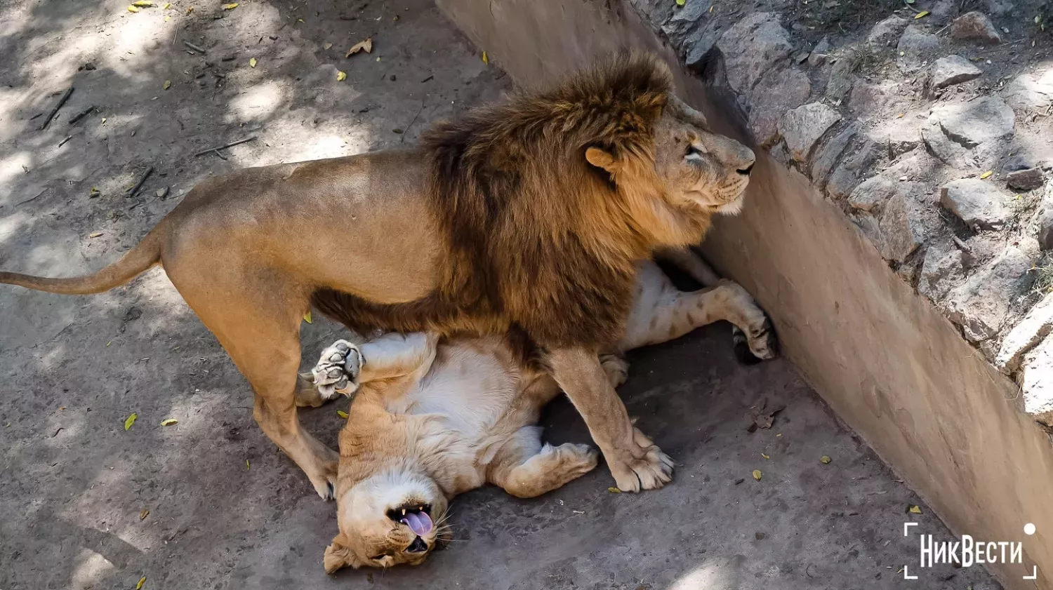 An aviary with lions in the Mykolaiv Zoo. Archive photo «NikVesti"