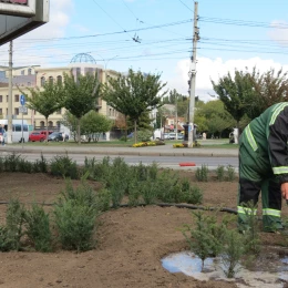 Сотрудники КП «Николаевские парки» высаживают многолетние кусты. Фото: