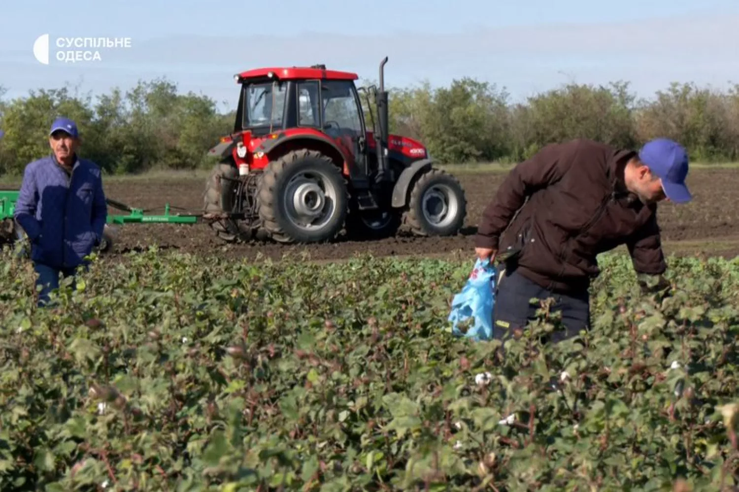 The first cotton harvest. Photo: Public. Odesa