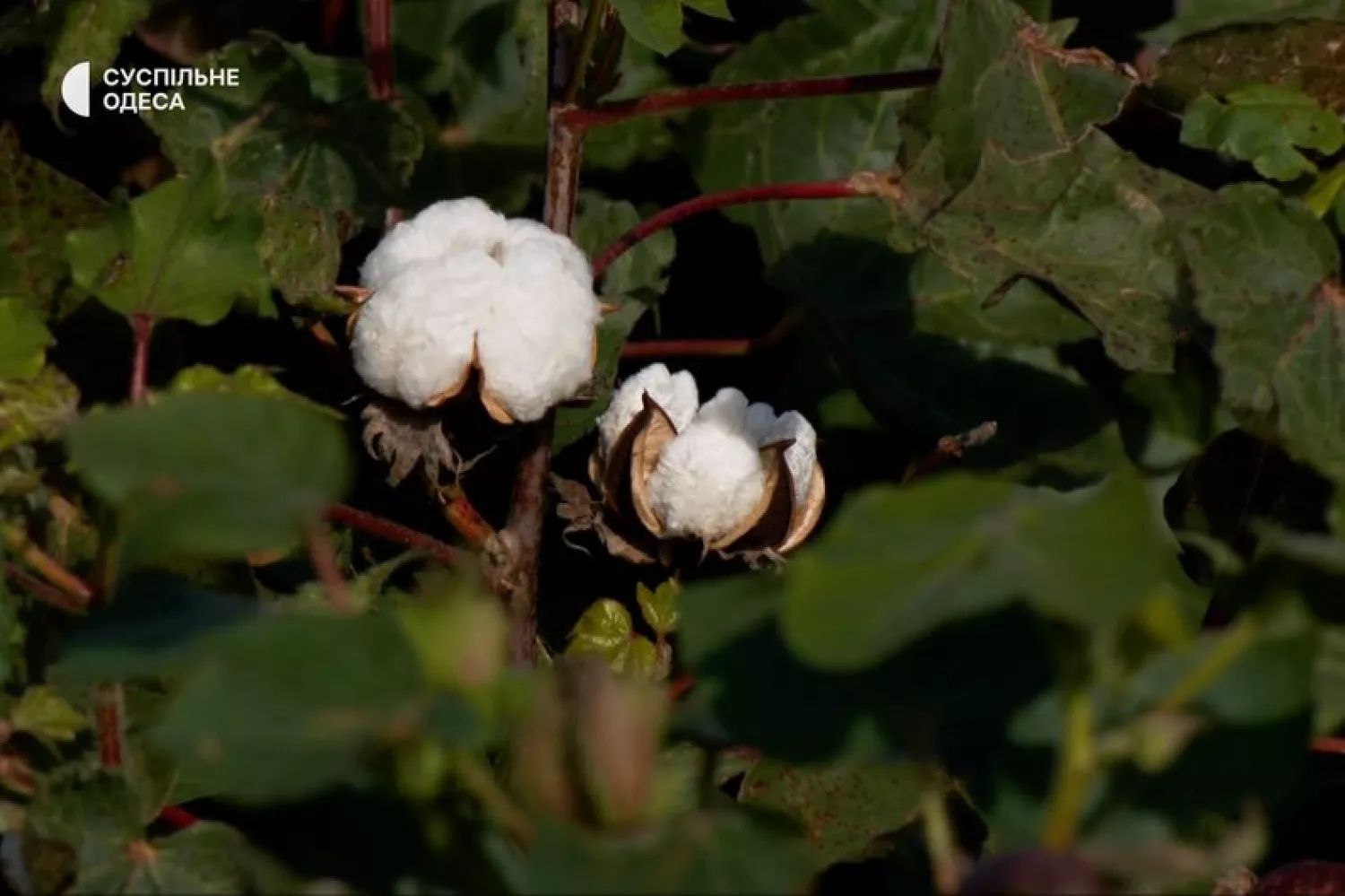 The first cotton harvest. Photo: Public. Odesa