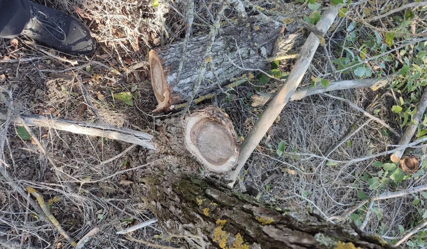 В Николаевской области зафиксировали незаконную вырубку деревьев. Фото: Госэкоинспекция