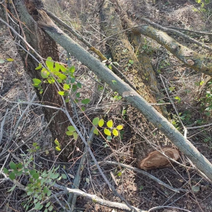 В Николаевской области зафиксировали незаконную вырубку деревьев. Фото: Госэкоинспекция