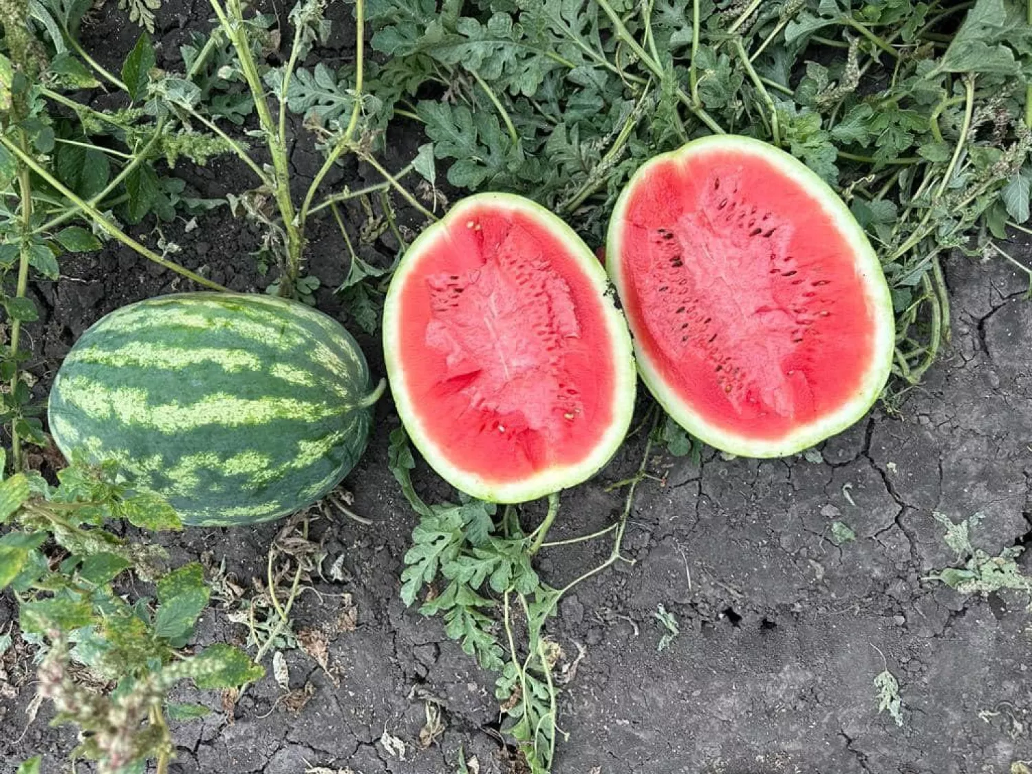 Watermelons in the Mykolayiv region, photo: AgroPortal