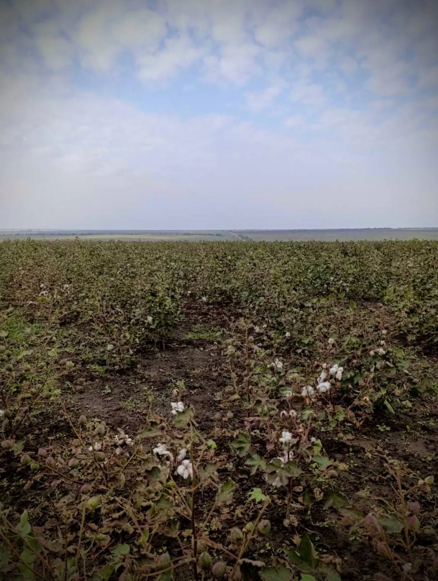 Growing cotton in the south of Odesa, photo: Oleg Kiper