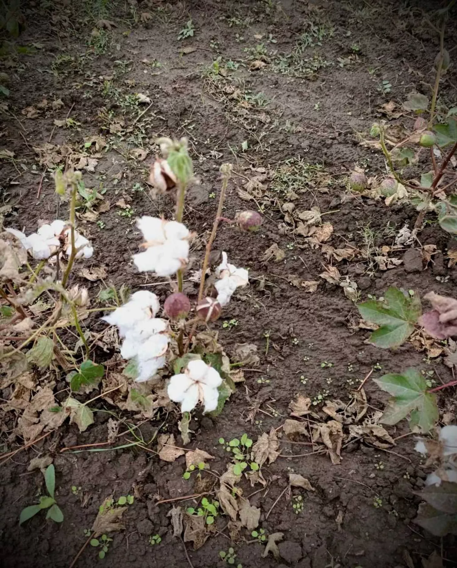 Growing cotton in the south of Odesa, photo: Oleg Kiper