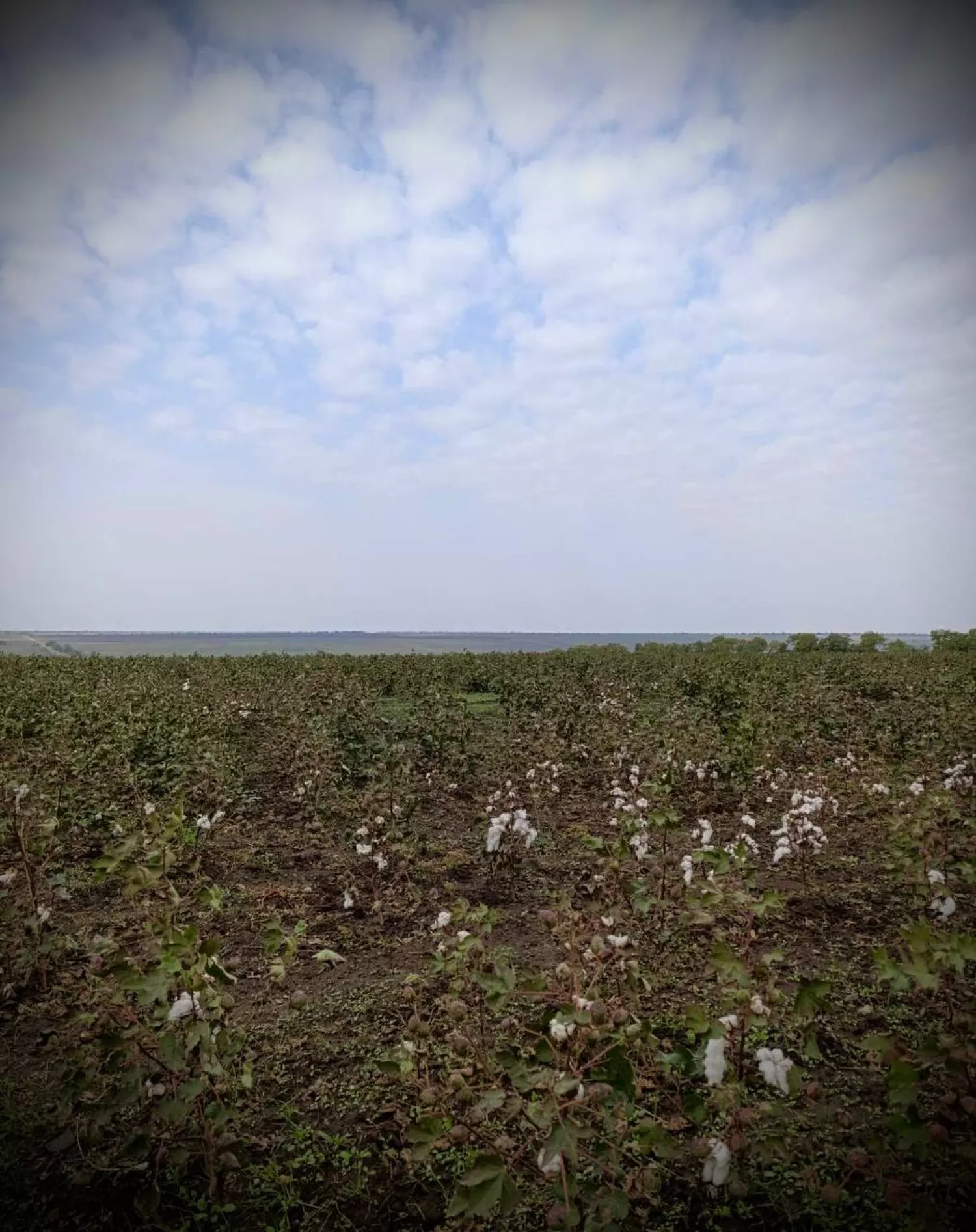 Growing cotton in the south of Odesa, photo: Oleg Kiper