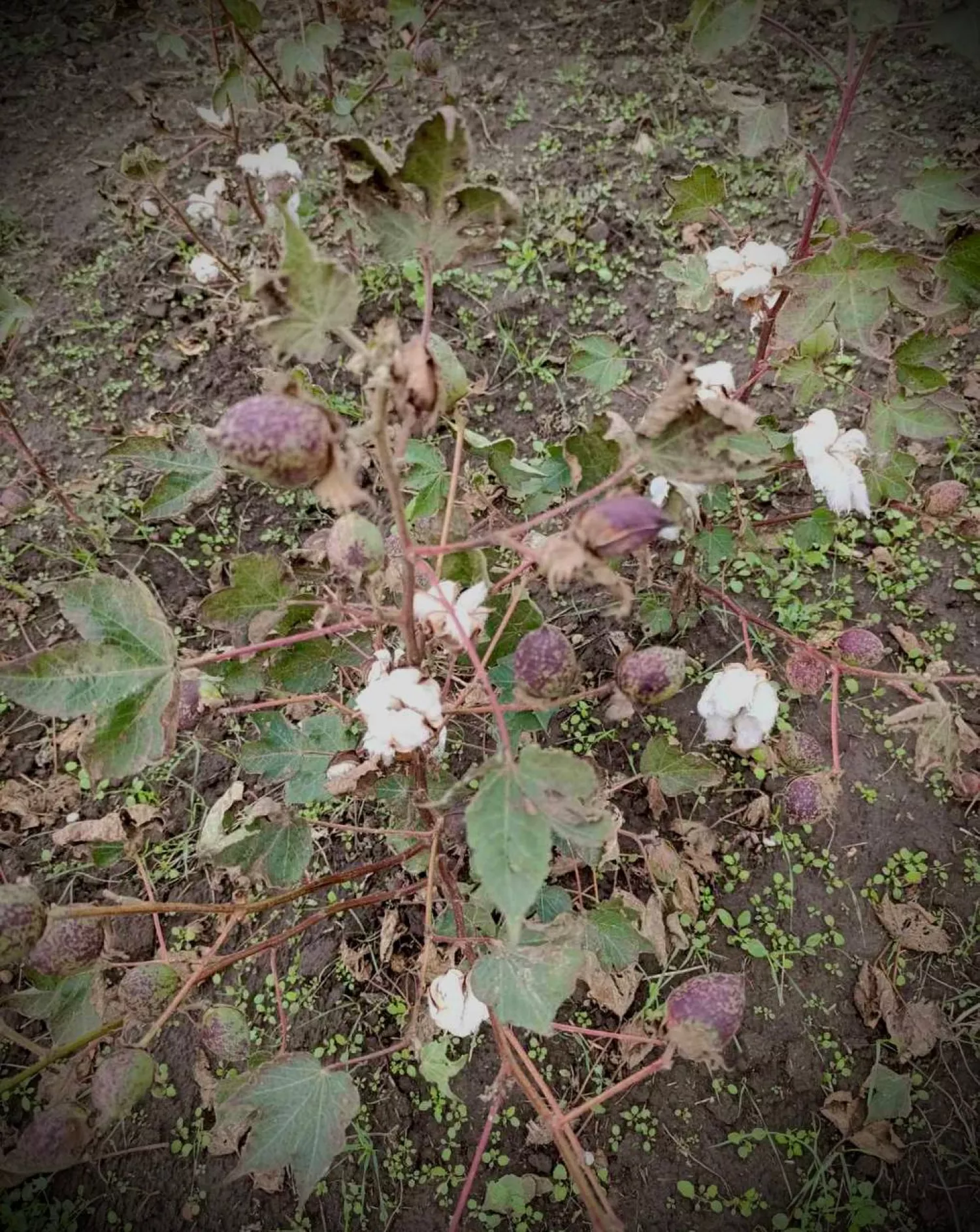 Growing cotton in the south of Odesa, photo: Oleg Kiper