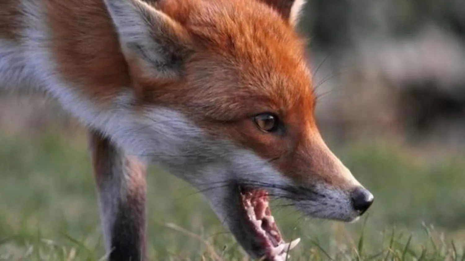 Red fox. Illustrative photo from open sources.