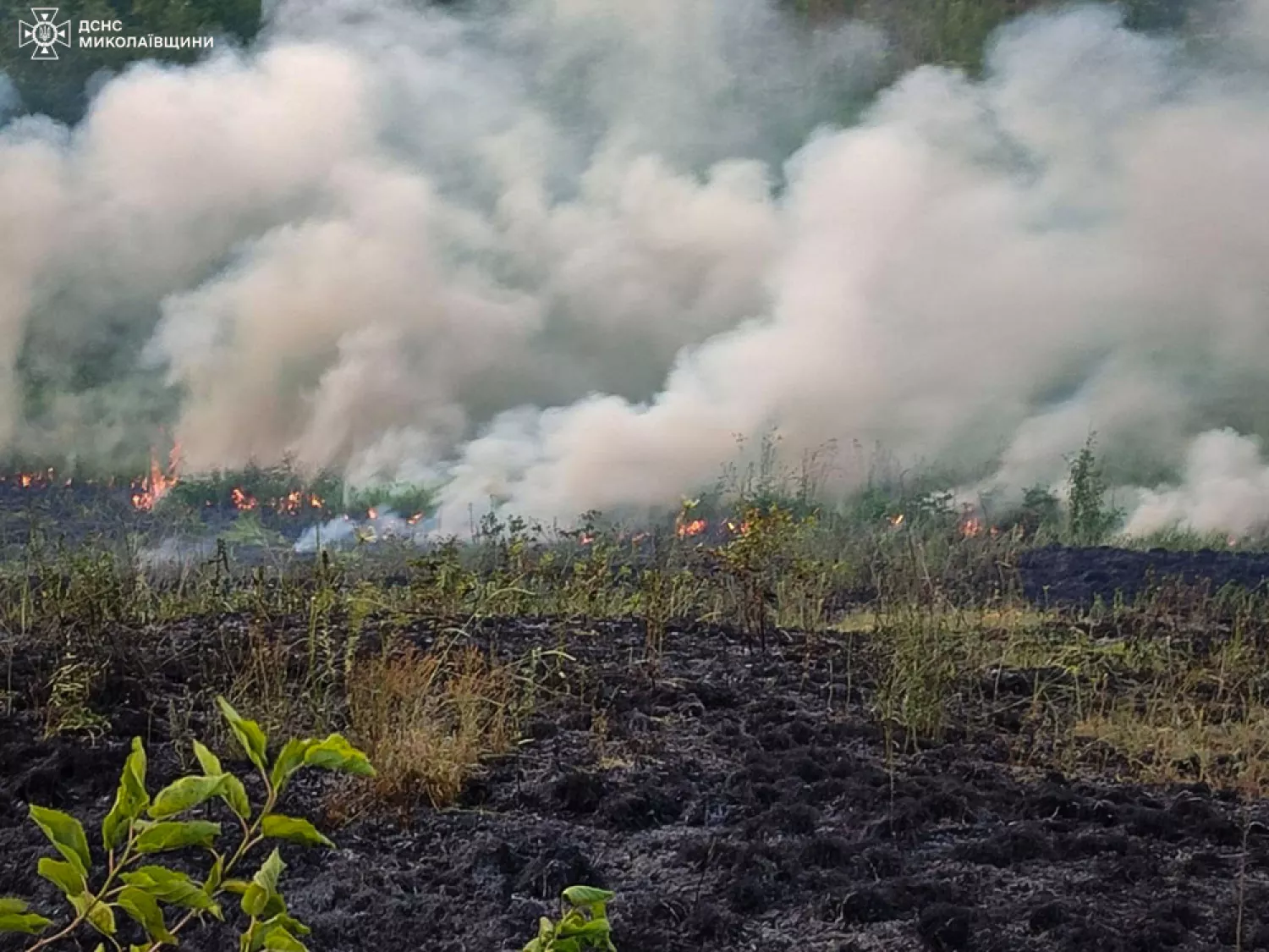 Пожары в экосистемах Николаевской области / Фото: ГСЧС Николаевской области