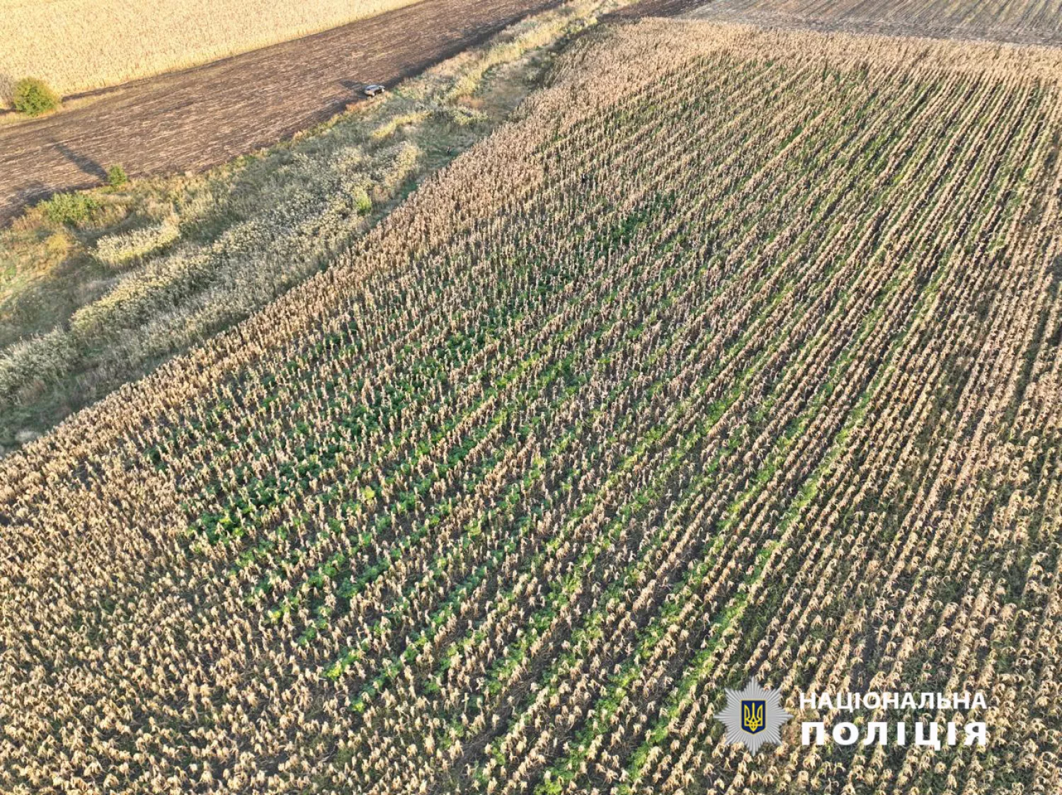 На Одещині поліція викрила чоловіка, який виростив понад 2,5 тисячі кущів конопель. Фото: Нацполіція