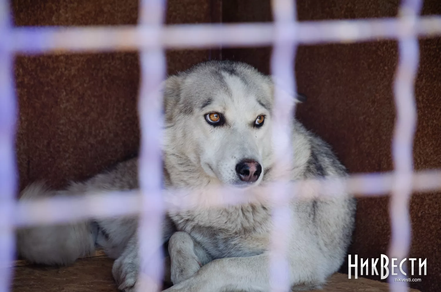 Aviary at the «Animal Protection Center» in Mykolaiv, archival photo «NikVesti"