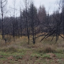 На Миколаївщині масово падають дерева у горілому Андріївському урочищі та пошкоджують електромережі. Фото: Facebook